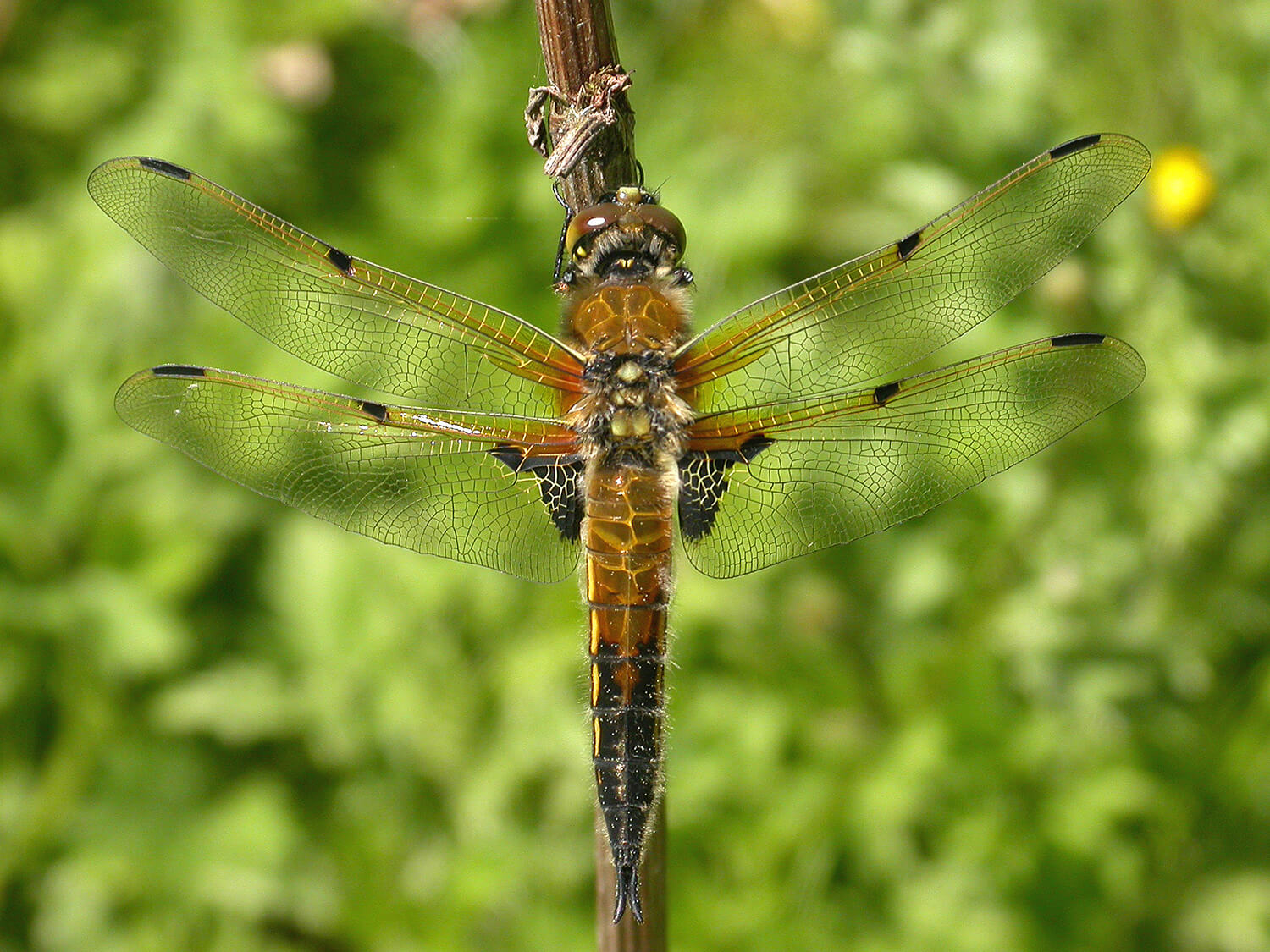 Male Libellula quadrimaculata by David Kitching